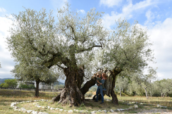 Un albero di olivo secolare e una donna con in braccio un bimbo al suo interno
