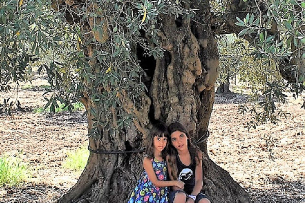 Un olivo e due bambine
