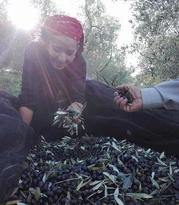 Olive sopra a un telo di raccolta e una ragazza che ne tiene alcune in mano
