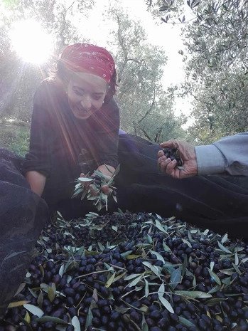 Olive sopra a un telo di raccolta e una ragazza che ne tiene alcune in mano